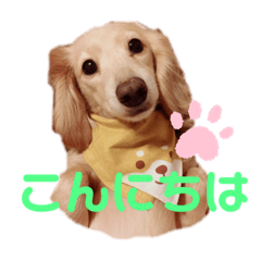 カニンヘンダックスのLaura