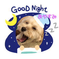 トイプードルももとくぅちゃん ②