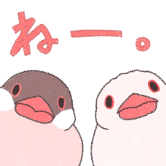 さくらもちもち文鳥