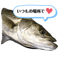 シーバスからのお誘い