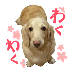 カワイイクリームダックス