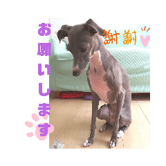 イタグレ はなこの本音２（常用編）