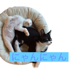 かわいいねこのごろごろすたんぷ♡