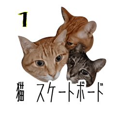 猫 スケーター1