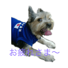 あいらぶヨーキー♪♪