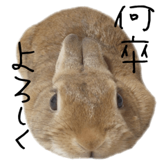 うさぎの写真スタンプ第二弾