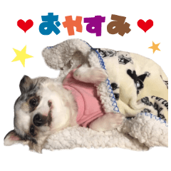 リアルDOG チワワのムーちゃん