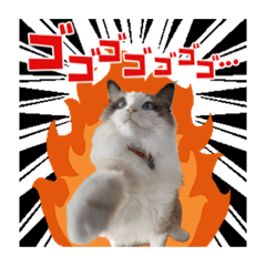 ラグドールのクーゴ