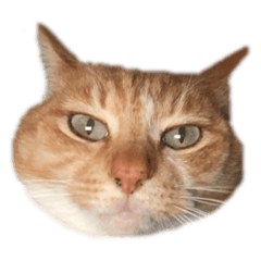 おでふなねねちゃん5