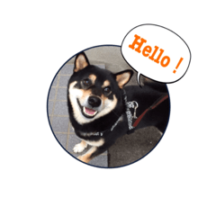 黒柴ひじきのCuteスタンプ