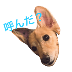 近藤家のみるちゃん