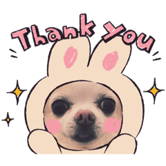 チワワのくうさん＆まろんさん