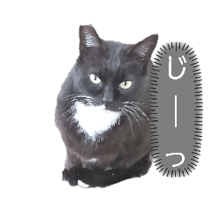 株式会社ＹＣＡＴ