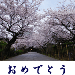 湘南・鎌倉のたよりの花２