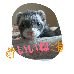 フェレットのももちゃん