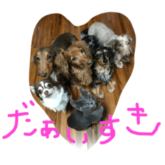 仲良しわんにゃんlife