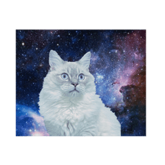 ラグドールのニア２