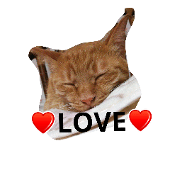 にゃんこ あいさつ２