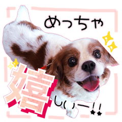 キャバリアのちゃんココvol.3優しい関西弁