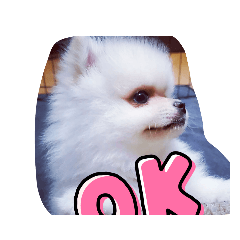 かわいーポメラニアンスタンプ