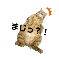 ウチのねこいりませんか？
