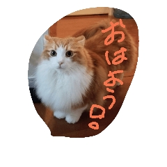 ネコですけど何か？