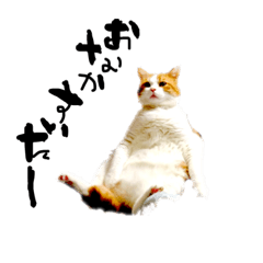 とらにゃん猫スタンプ