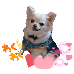 チワワのひーくん♡挨拶編