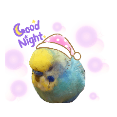 コザクラ・セキセイインコ