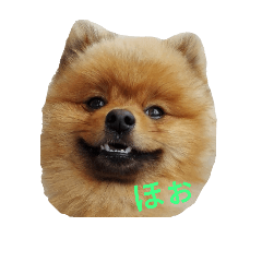 ぼく、ポメラニアンの茶太郎です。