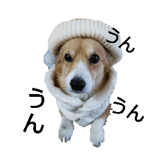 ジャビコーギー