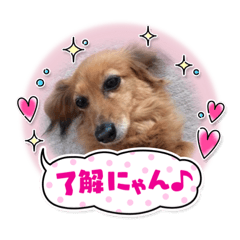 カニンヘンダックスのココちんスタンプ