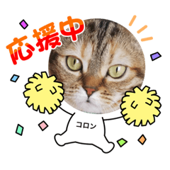 マンチカンのコロンスタンプ