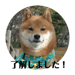 柴犬のほのぼの元気くん①