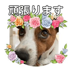 わんこスタンプＡ