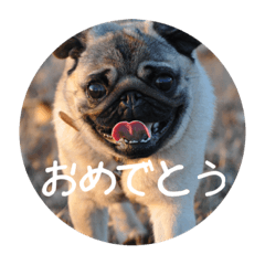 愛犬家専用 パグver. 犬スタンプ‪‪☺︎‬