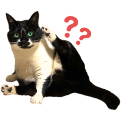 ねこのすたんぷ（まめ&ゆず）