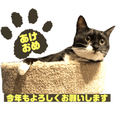 白黒猫のセスナ　正月ver