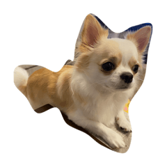 ボクはココ（チワワ）