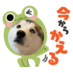 ハスキー ルディのスタンプ