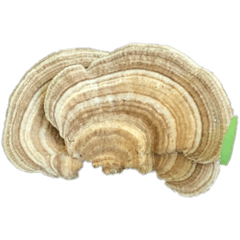 dodoスタンプ　きのこ