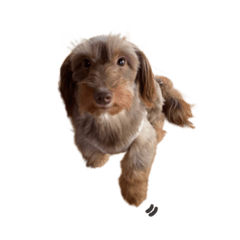 ハジメマシテ。(犬)