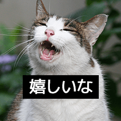 通信回線が重たく感じる写真スタンプ・猫編