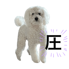 基本真顔のトイプードル