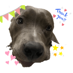 ピットアネラスタンプ