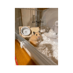 ハムスターのスタンプ　1