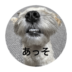ヤバい犬ウィル
