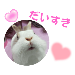 可愛いうさぎのシナモン