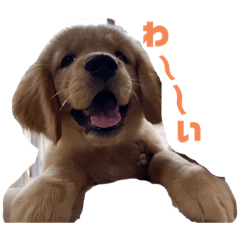 ゴールデンレトリバーのベルちゃん3