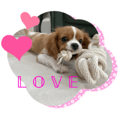 サニーの日常☀️